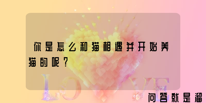 你是怎么和猫相遇并开始养猫的呢？